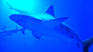 Underwater Wonders With Cool Ambiance | Sharks at Sea Aquarium | Virtual Tour 2020