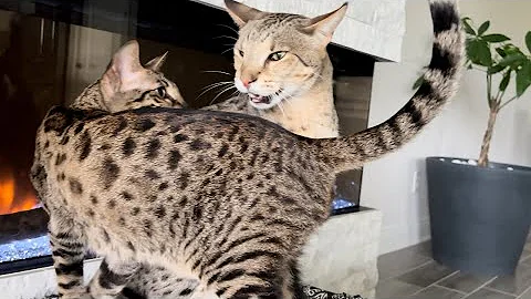 Watch the video about Sweet Good Morning Meows From F2 Savannah Cats Kumba And Zara