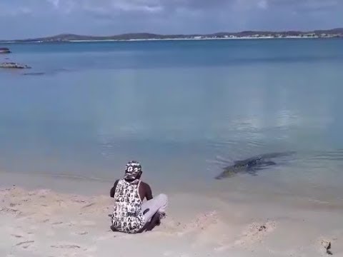 Meet Nike the pet crocodile in Bawaka Arnhem land