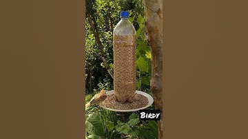Simplest Bird Feeder | Plastic Bottle Bird Feeder #shorts