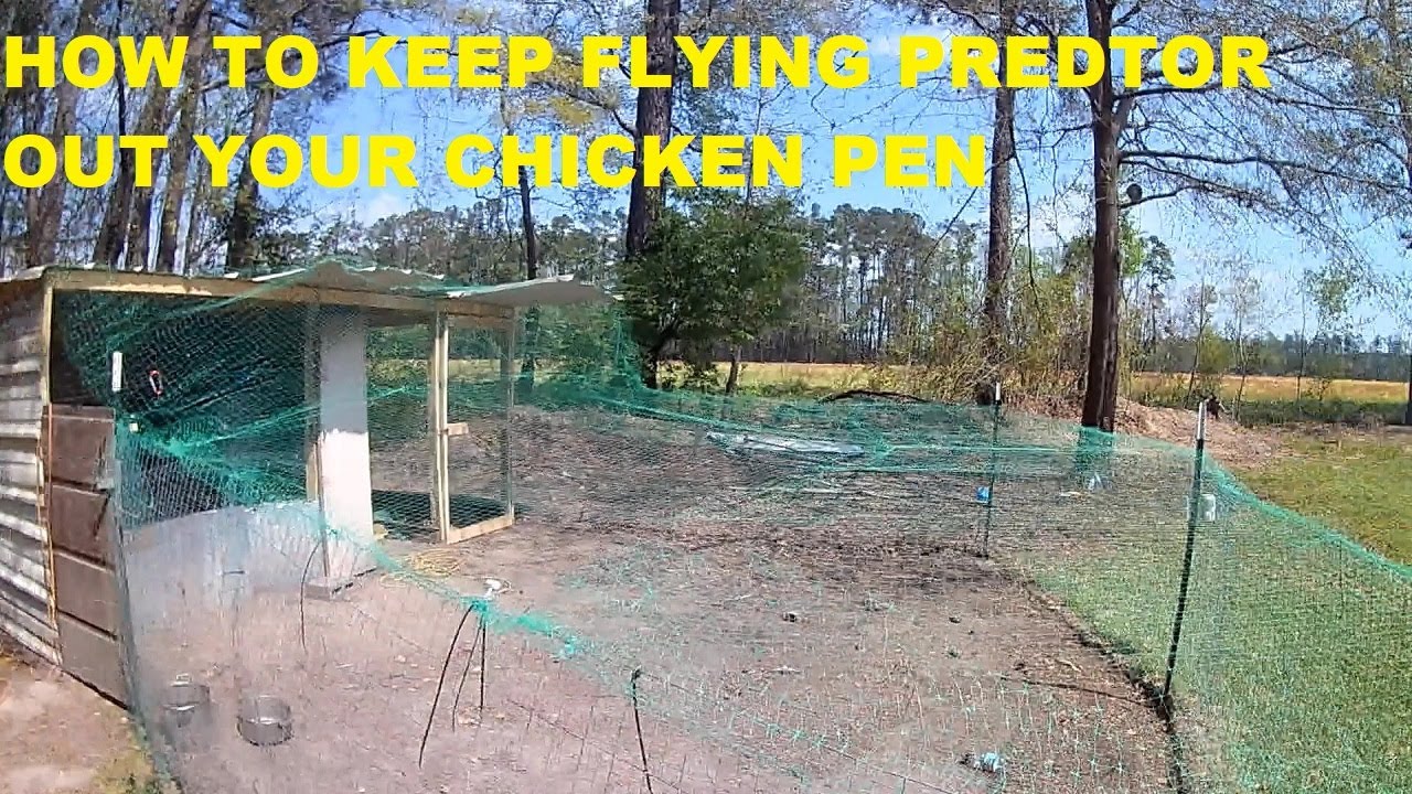 How To Keep Chickenhawks,Owls,hawks ECT. Of Your Chicken Pen YouTube