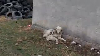 Mother Dog Hugged Her Favourite Puppy & Left His Brother Crying On Ground With A Paw Badly Injured!