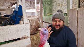 вес 🦃индюков🦃 в 6МЕСЯЦЕВ😱 А вы говорили не вырастут)