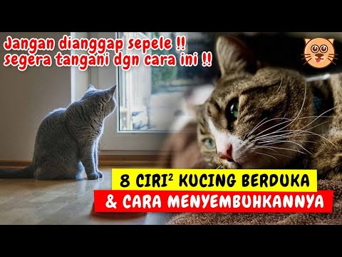 Video: Cara Membantu Seseorang yang Berduka karena Kehilangan Hewan Peliharaannya