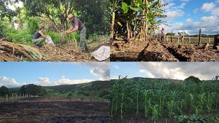 Fui ajudar Dionísio // Olha como esta linda as plantações 