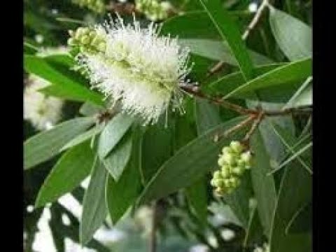Видео: Уход за австралийским чайным деревом - Как выращивать австралийские чайные деревья