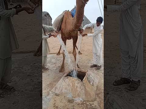 ج اء ت ب ال م اء ع ل ى ال ج م ل ث م ت ف ر غ ه  