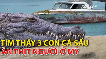 (VTC14)_Tìm thấy 3 con cá sấu ăn thịt người ở Mỹ