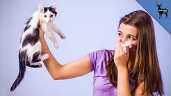5 Ways to Deal With Your Pet Allergies