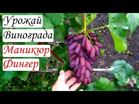 Маникюр Фингер Виноград Описание Сорта Фото Отзывы