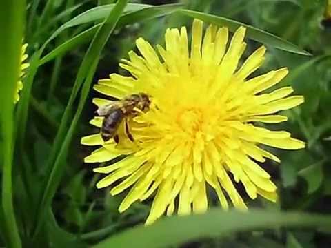 Biene Bestäubt Blume Biene Bestäubt Blume