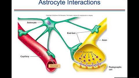 Ch. 7 (Nervous System: Action Potential & Neurotransmitters)