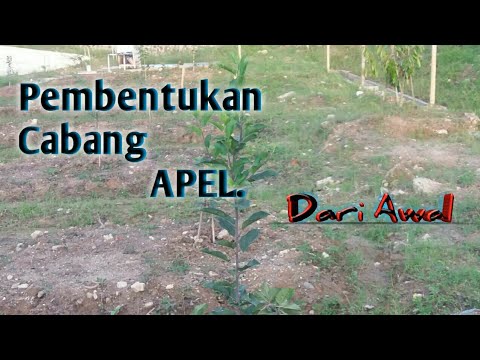 Video: Cabang Pohon Apel Pipih