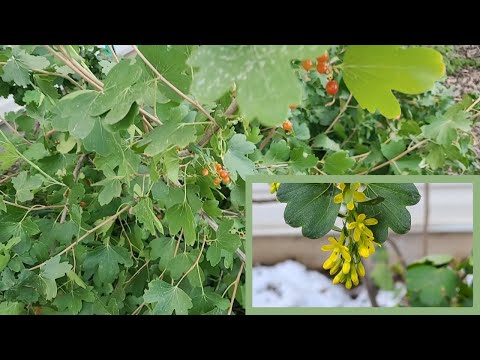 Video: Guldvinbär: beskrivning, reproduktion, plantering och skötsel