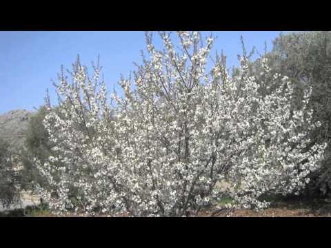 Raji3 Yit3ammar Lebnan Zaki Nassif 