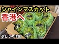 「ぶどうの作業」シャインマスカットの荷造り作業。香港へ！