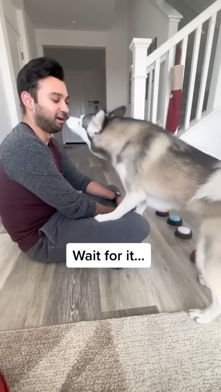 #JasonDeruloTV // ?? #GotPermissionToPost From @sapphie_the_pomsky #JalebiBaby