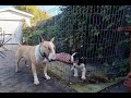 Bull Terrier Puppy: Levi Meets His New Friend Winnie