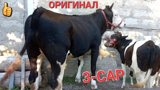 3-САР ҒУНОҶИНҲОИ ОРИГИНАЛ ба фуруш баромад аз ш.хуҷанд 26 май тел:00-999-78-01 ватсап ҳаст