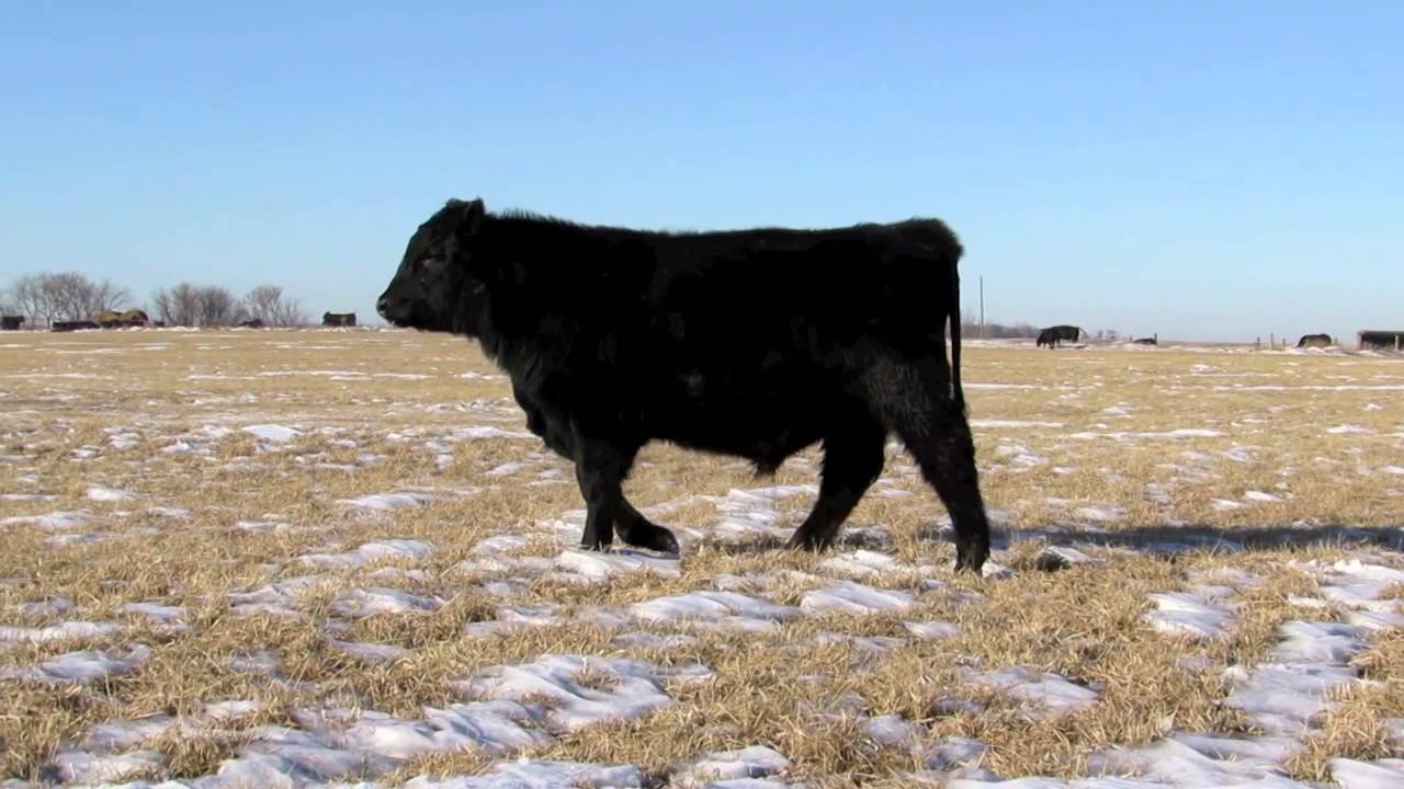 Bull Promo Video 2015 YouTube