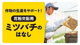 花粉交配用ミツバチの話【9月14日配信】