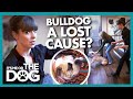 Mother Fears Aggressive Bulldog is a 'Lost Cause' and a DANGER to Kids | It's Me or The Dog