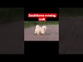 “Not Just Humans… Dogs Also Wear Shoes Here! 🐶✨”#DogLife #PetCare #KoreaLife #DogLovers