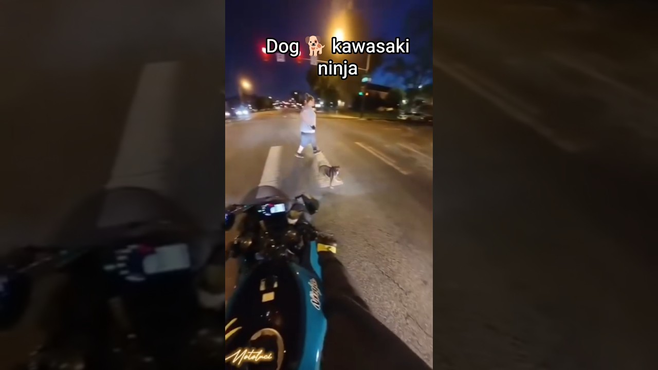 dog 🐕🐶 kawasaki ninja zx10r 💪 - YouTube