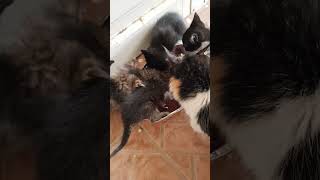 Playing and eating 6 kitten's of mama calico😻