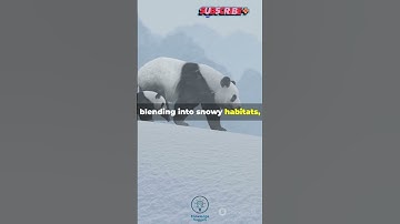 The Surprising Reason Why Pandas are Black and White #funfacts #facts #panda #shorts