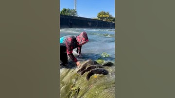 Cá Lớn - dùng vợt bắt Đàn Cá Chép Khủng mắc kẹt 😱 #khacthuyvlogg