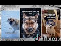 How fast these dogs will kill you: TikTok compilation