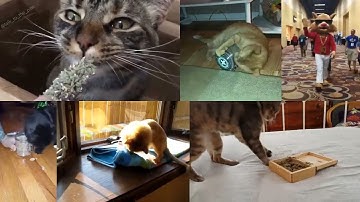 Meowijuana   Catnip so good, it should be illegal!