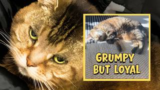 This Grumpy Cat Has Ruled Her House For 18 Years!