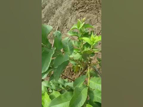 Training of Guava one year plants pruning - YouTube