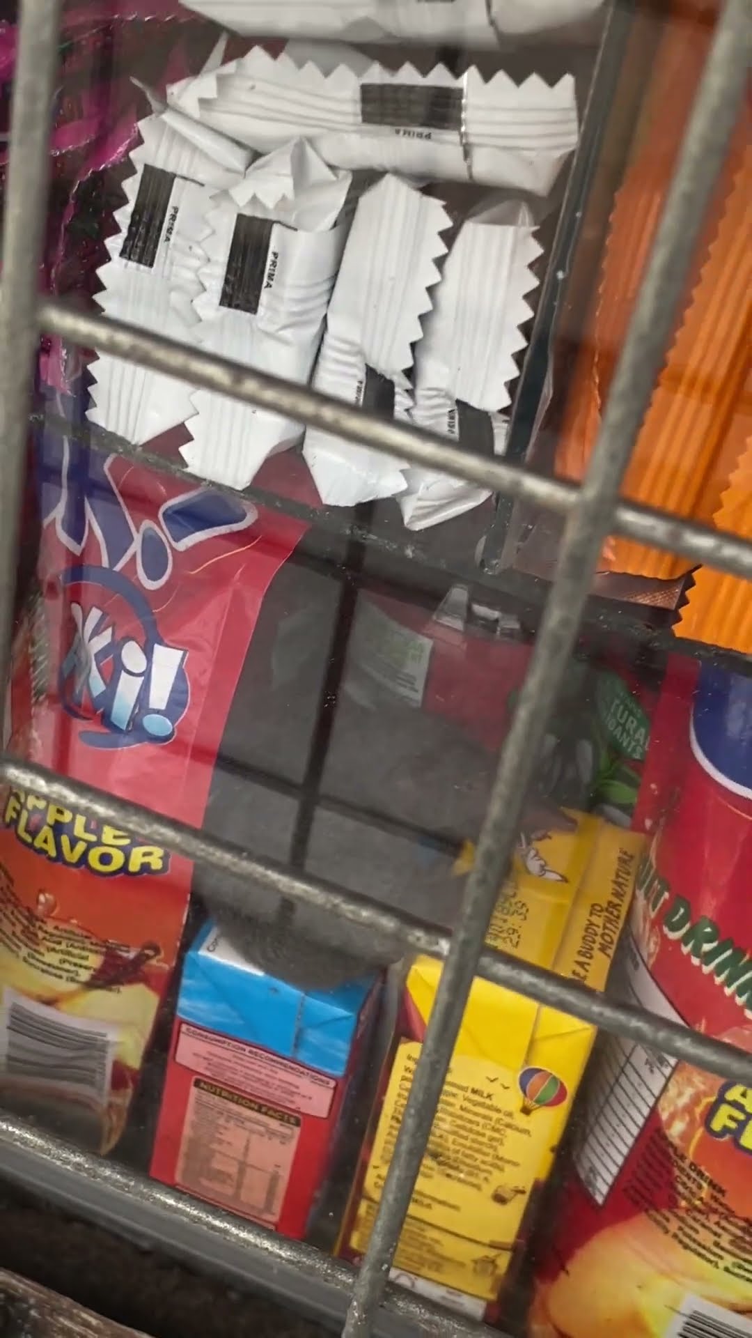 Shrew Rat Spotted in a Food Stall