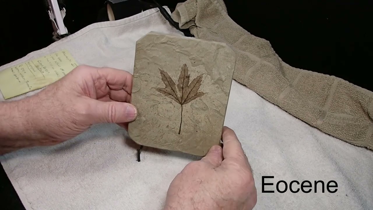 BEEEEEEEAUTIFUL LITTLE FOSSIL LEAF !!!
