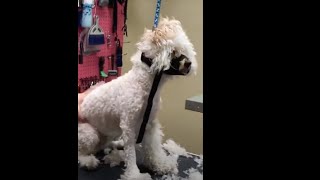 If your Dog acts like this Don't wait for the Hair To Be MATTED! by My Favorite Groomer 1,717 views 4 months ago 1 minute, 8 seconds