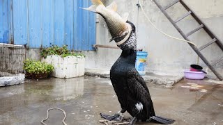 Cormorant Eats A 50Cm Fish