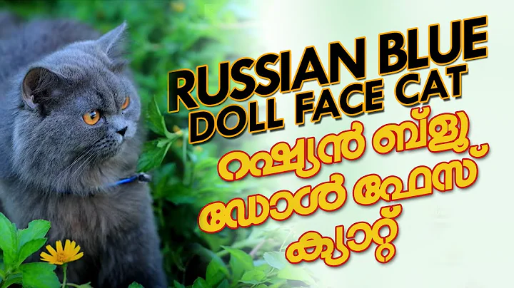 Watch the video about Traditional long hair dollface Russian blue cat