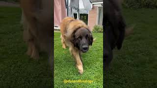 Feeding the beasts some treats #animals #dog #fun #leonberger