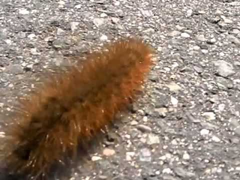 道路を横断する毛虫 2 Youtube