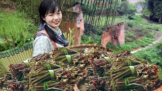 Fuling people's life pickled mustard tuber! A green harvest  1 year old 1 can make Fuling a lifetim
