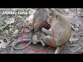 Mom hit baby monkey, Baby monkey crying, Real life of baby monkey in Angkor, Monkey Camp part 808