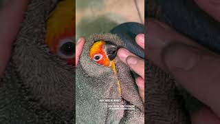 Say Aloha To Captain Nemo, A Special Sun Conure Who Came Here All The Way From Hawaii For A Trim