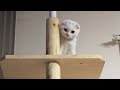 わんぱくモコ生後3ヶ月【スコティッシュフォールド】