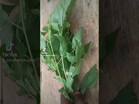From Fresh Leaves To A Natural Hair Gel