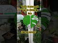 Monstera vitrina ikea #Monstera #ikea #3dprinting #video #shorts #greenhouse #aroid #rareplants
