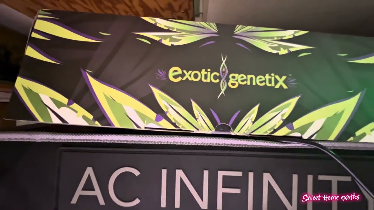 8x4 AC INFINITY(exotic ￼genetics)papaya bang bang