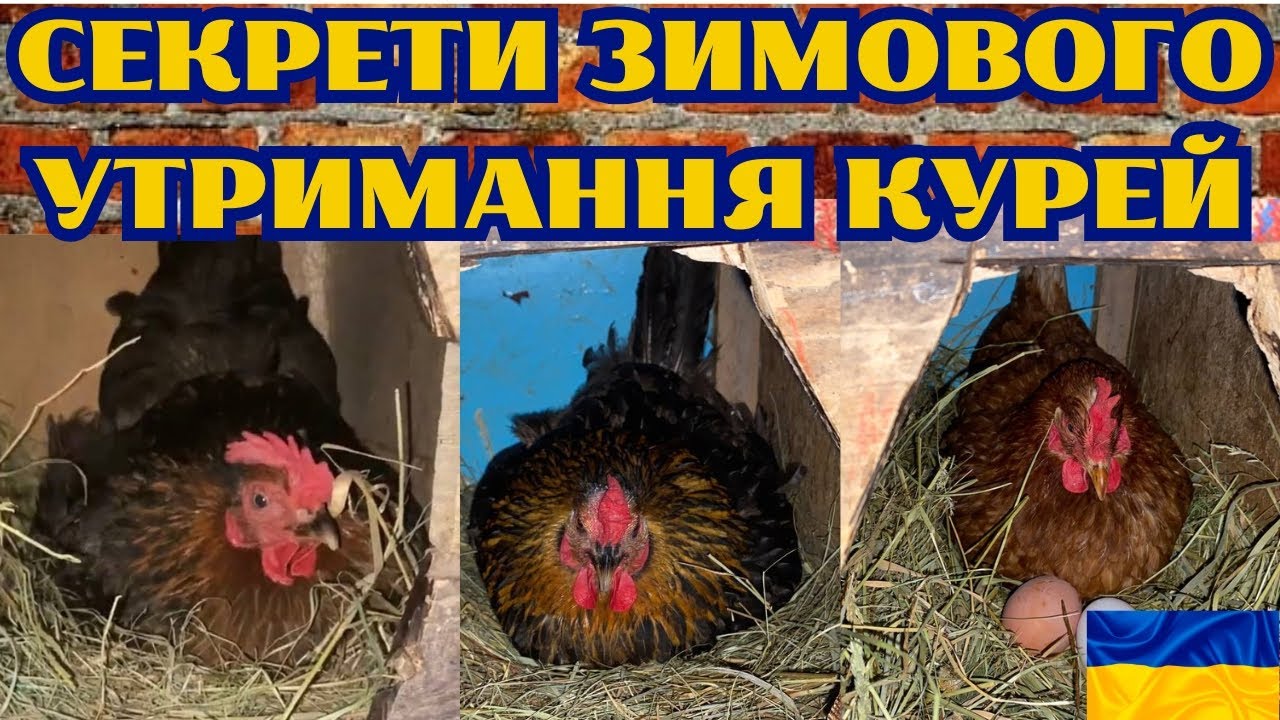 ЩО РОБИТИ ЩОБ КУРИ ГАРНО НЕСЛИСЯ ВЗИМКУ@kyruvgaragi - YouTube
